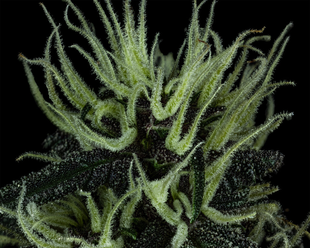Cannabis Plant Female Clear Stigmas