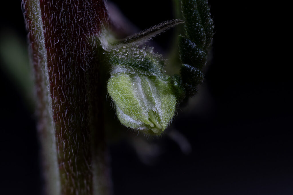 Cannabis male anther