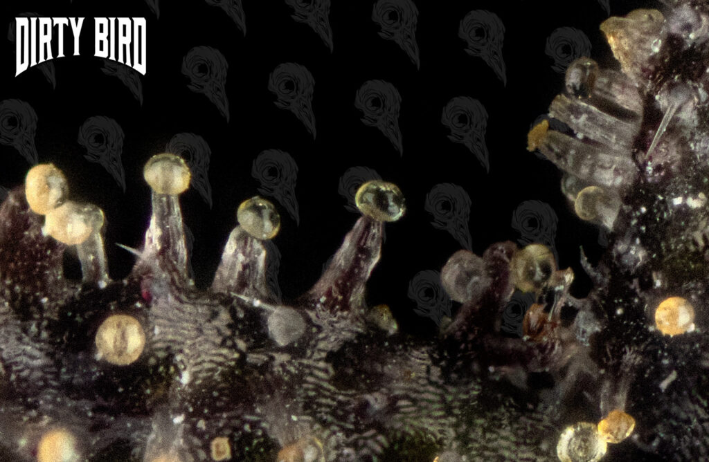 Cannabis Late Amber Cloudy Trichs