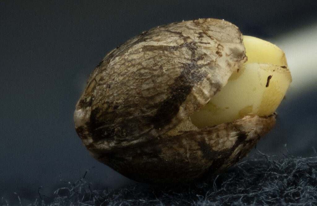 Cannabis Seed
