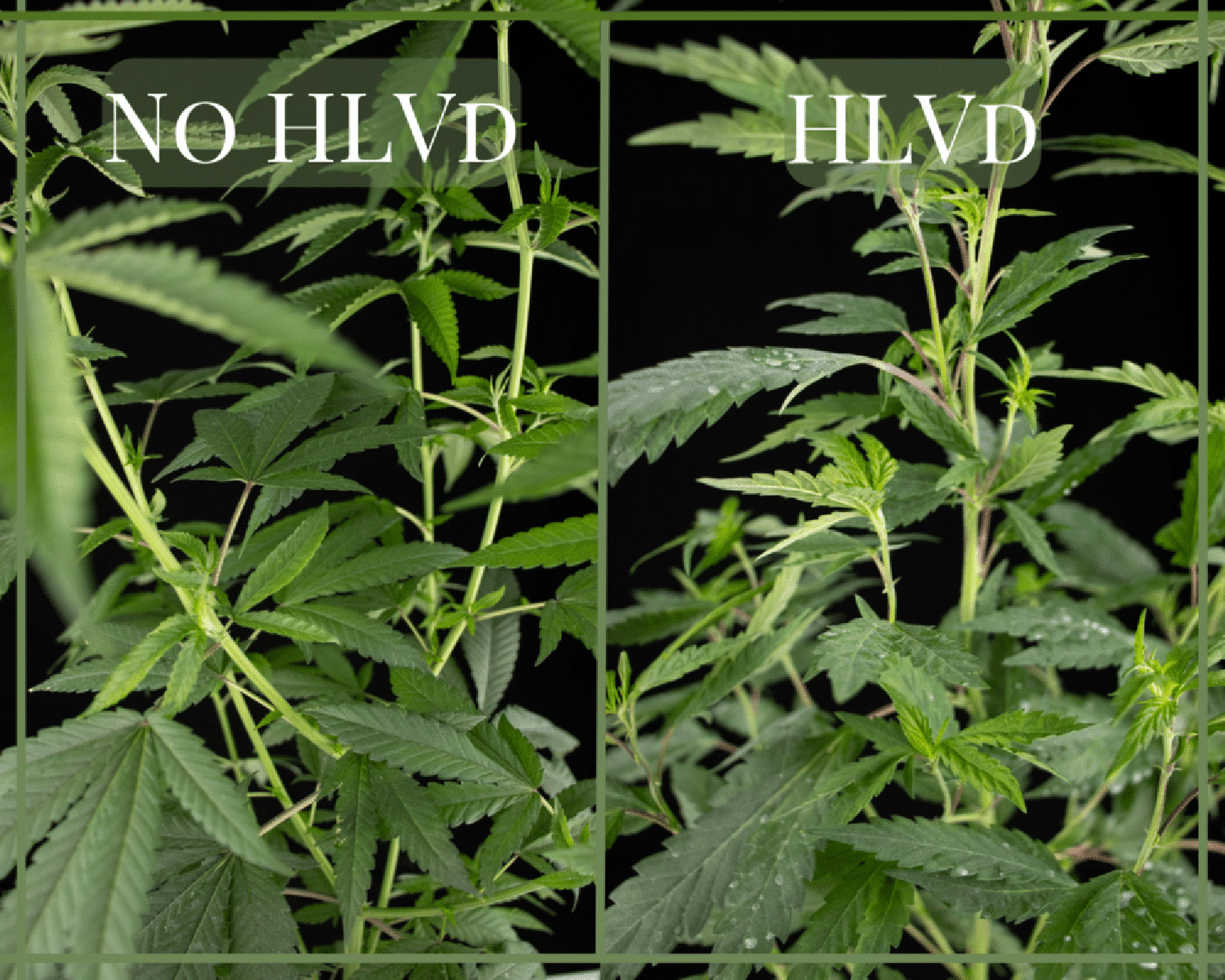 Cannabis leaves with and without HLVd