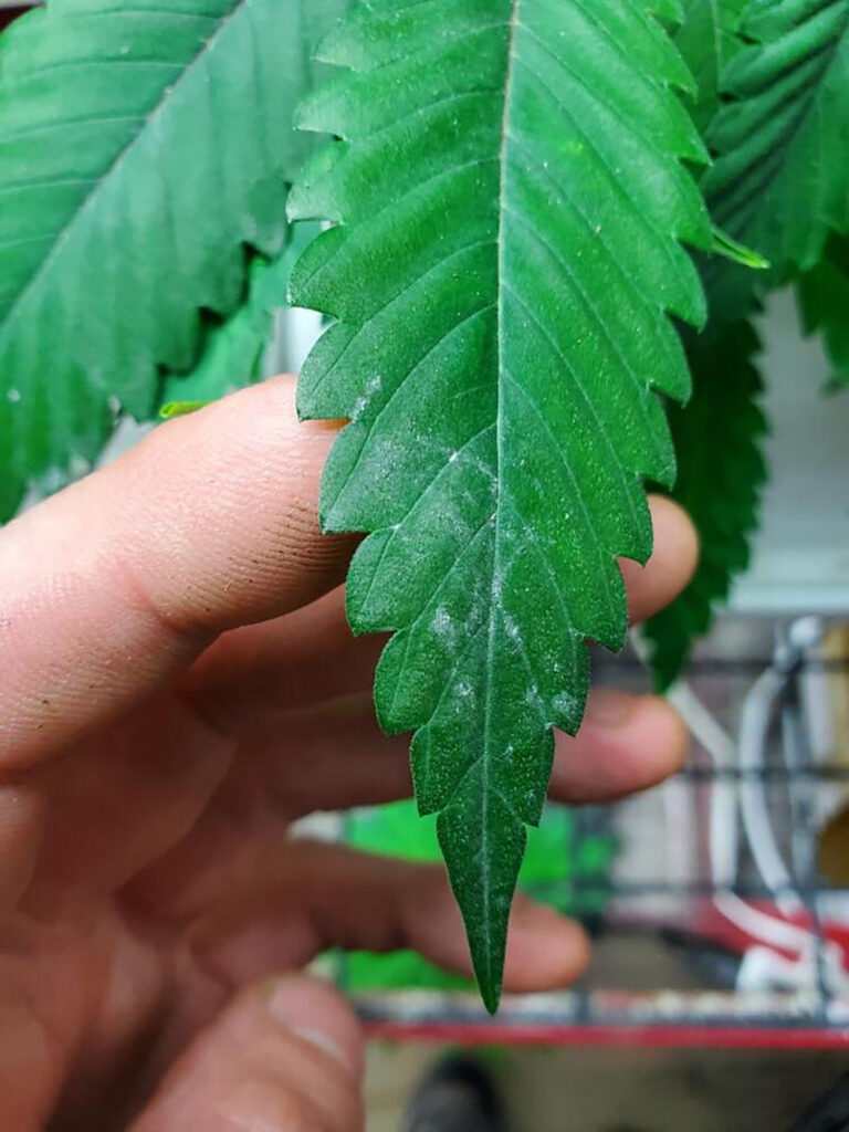 Cannabis Powdery Mildew